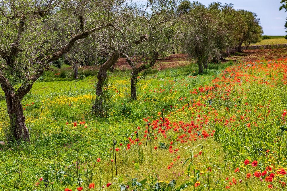 Italy-Apulia-Metropolitan City of Bari-Gioia del Colle Poppies growing amid rows of olive trees art print by Emily Wilson for $57.95 CAD